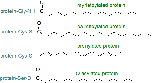 Figure 1. Formulae of myristoylated, palmitoylated and prenylated proteins