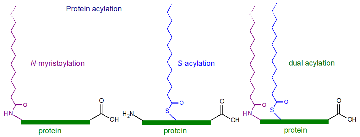 Figure 2. Protein acylation forms