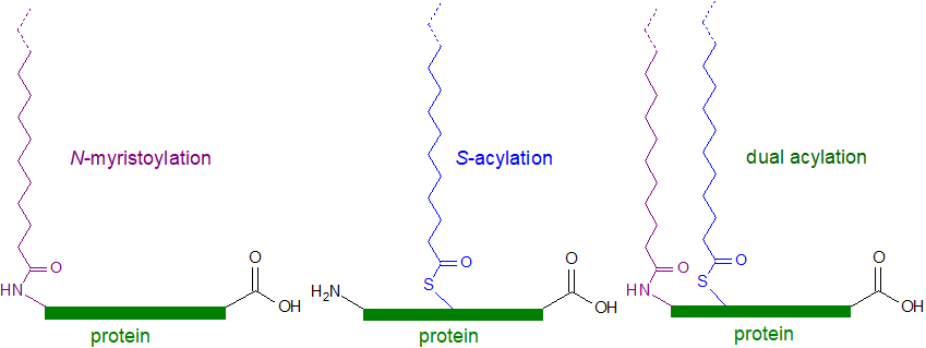 Figure 2. Protein acylation forms