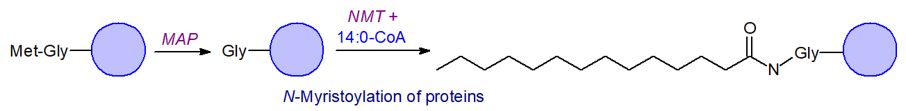 N-Myristoylation of proteins