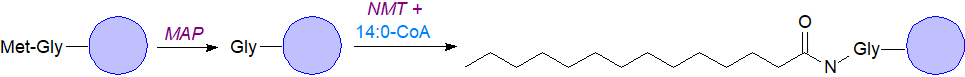 N-Myristoylation of proteins