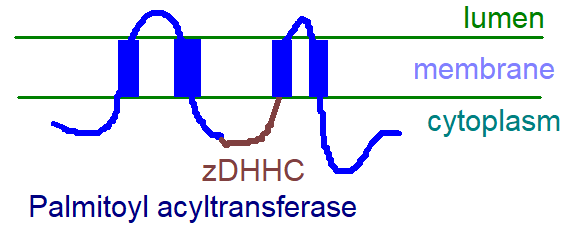 A zDHHC protein in a membrane