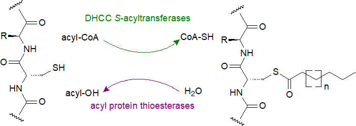 A zDHHC protein in a membrane