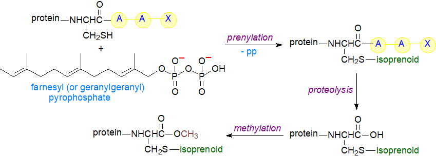 Protein palmitoylation-depalmitoylation