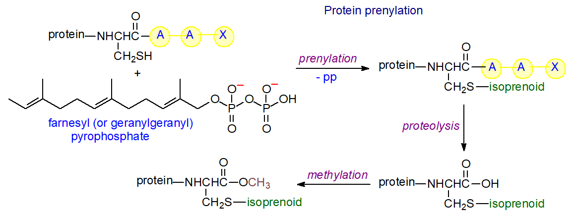 Prenylation of proteins