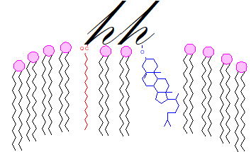 Prenylation of proteins