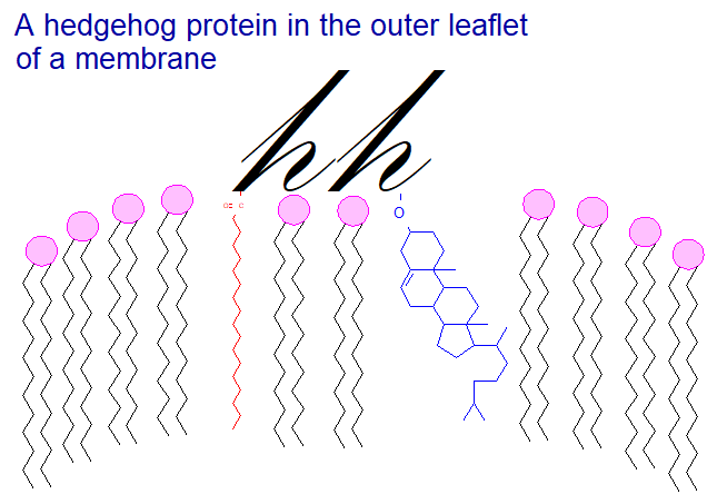 A hedgehog protein in the outer leaflet of a membrane