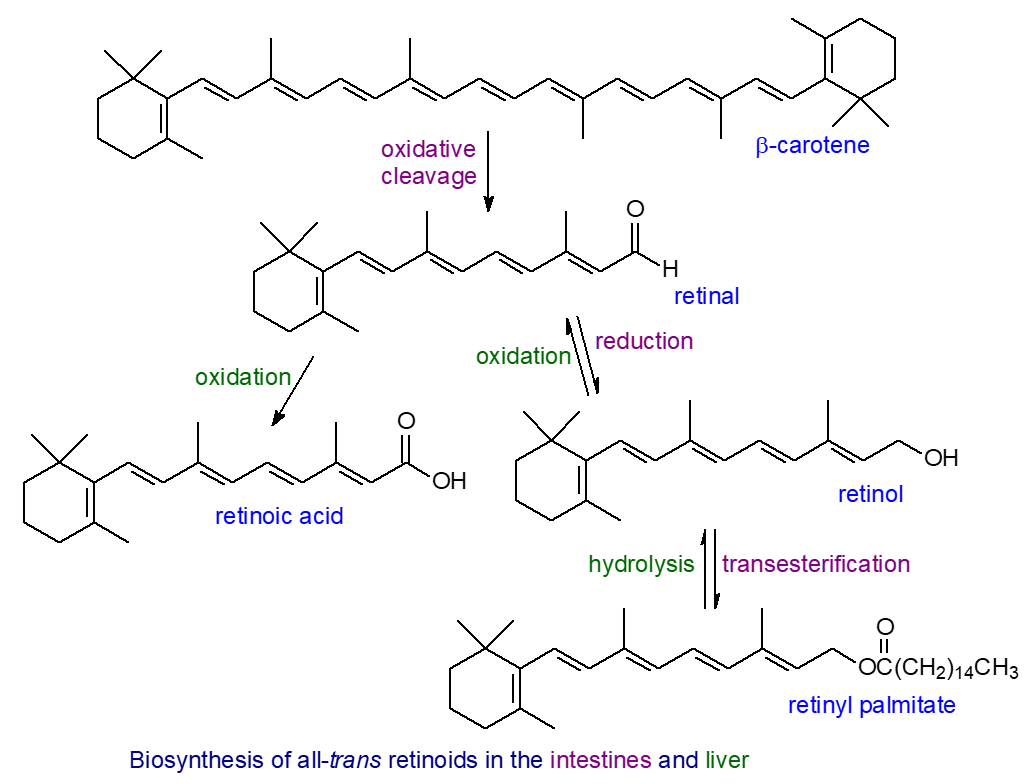 Isoprenoids: 2. Isoprenoids: Retinoids (Vitamin A), retinol, acid, vision - structure, occurrence, biochemistry and function