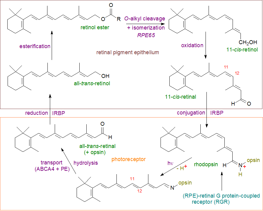 Isoprenoids: 2. Isoprenoids: Retinoids (Vitamin A), retinol, acid, vision - structure, occurrence, biochemistry and function