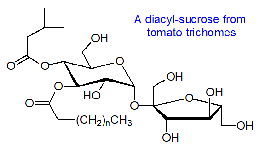 Formula of a diacyl-sucrose from tomato trichomes