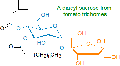 Formula of a diacyl-sucrose from tomato trichomes