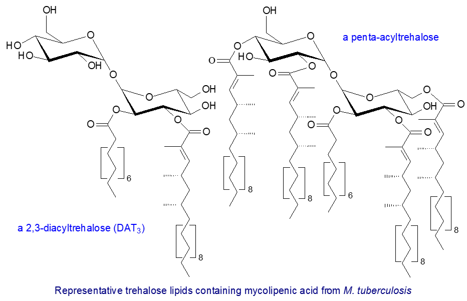 Di- and penta-acyltrehalose lipids from M. tuberculosis