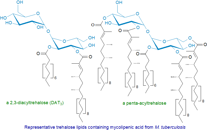 Di- and penta-acyltrehalose lipids from M. tuberculosis