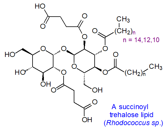 A succinoyl trehalose lipid