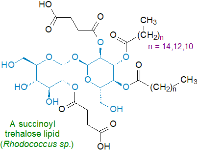 A succinoyl trehalose lipid