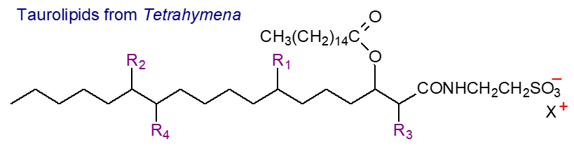 Formula of a taurolipid