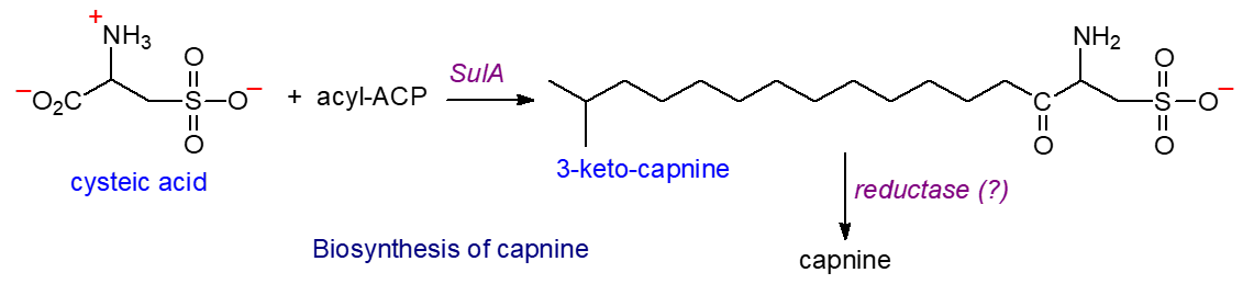 Biosynthesis of capnine