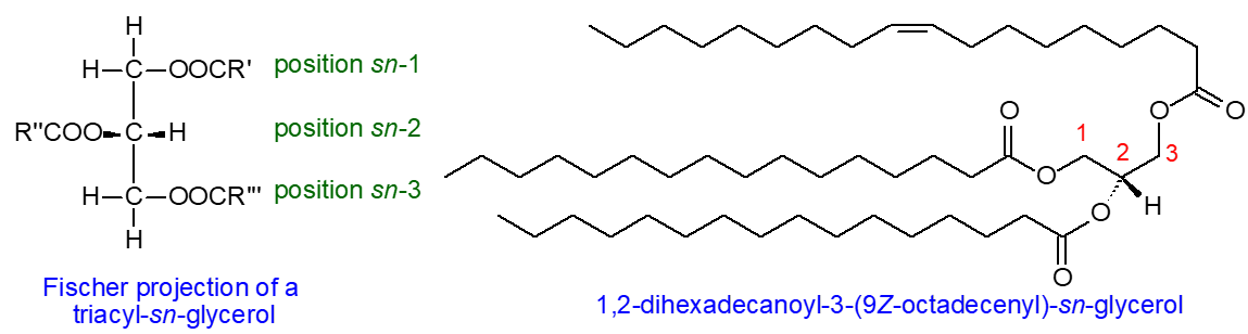 Formulae of triacyl-sn-glycerols