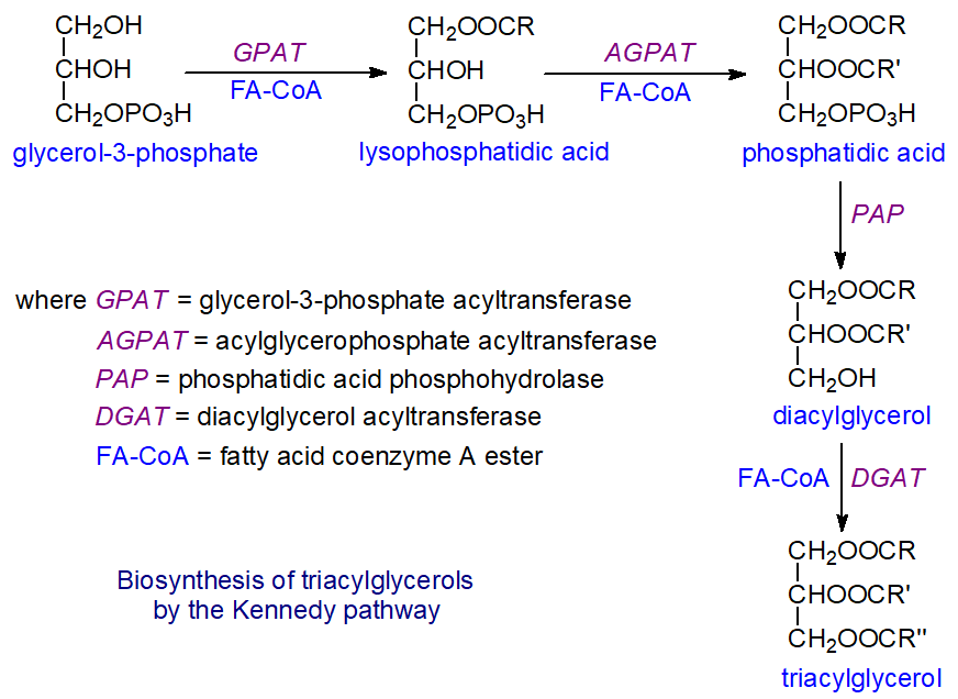 Kennedy pathway of triacylgycerol biosynthesis