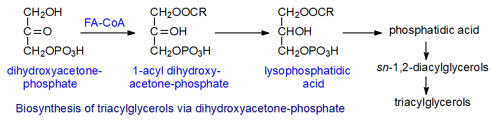 Biosynthesis of triacylglycerols via dihydroxyacetone phosphate