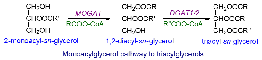Monoacylglycerol pathway of triacylglycerol biosynthesis