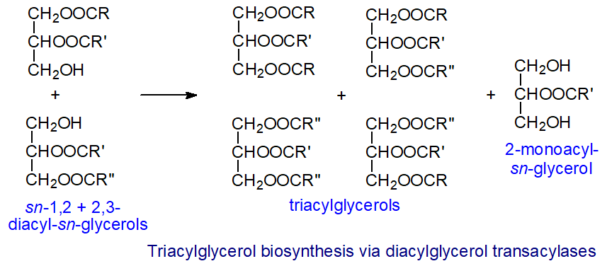 Triacylglycerol formation via diacylglycerol transacylases