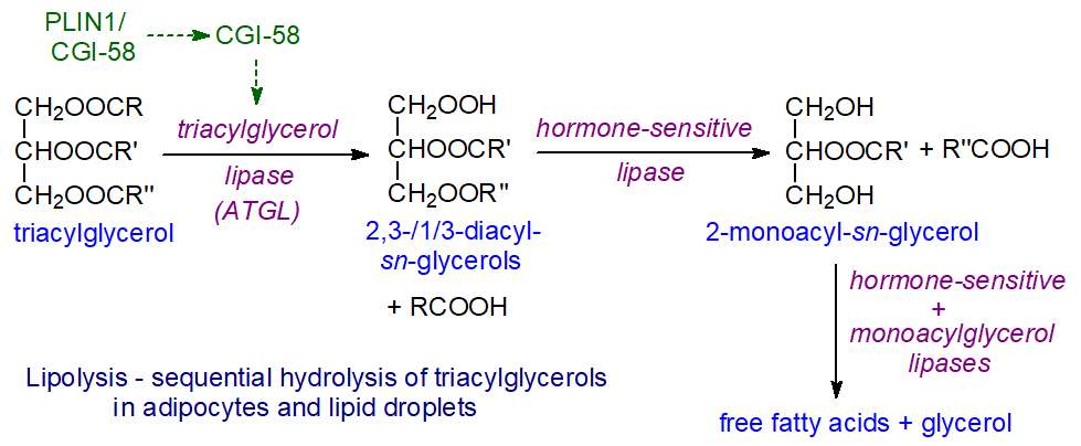 Triacylglycerol hydrolysis in adipose tissue