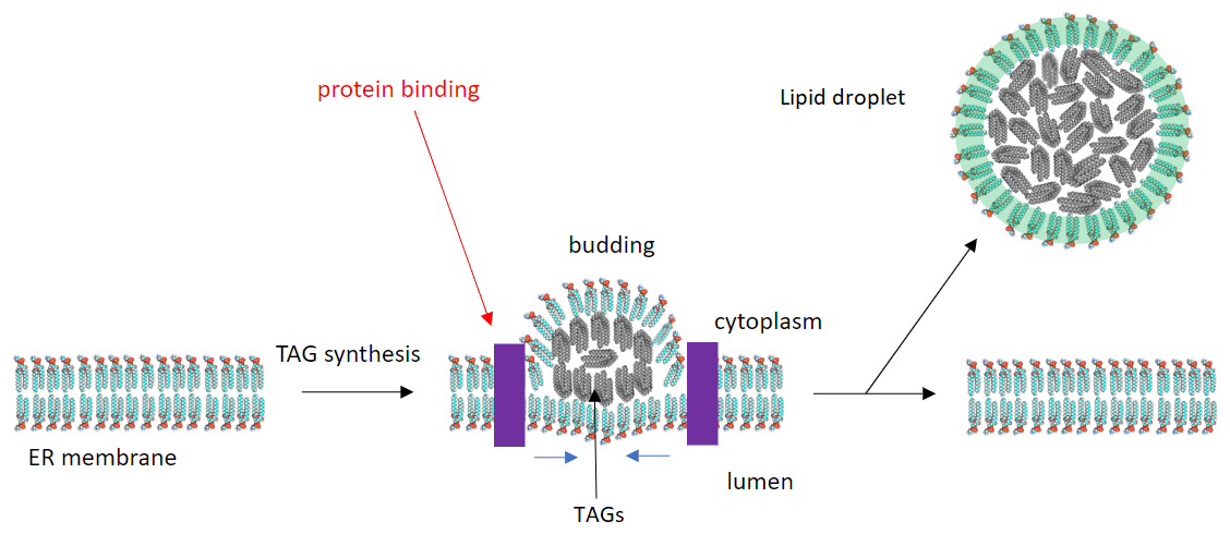 Formation of a lipid droplet