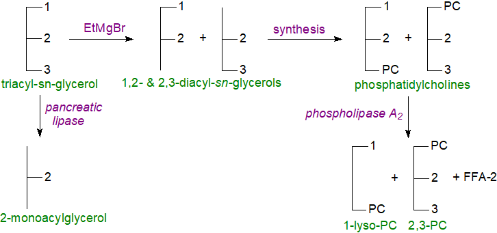 Determination of the compositions of positions 1/3 from pancreatic lipase data