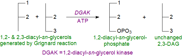 Modified Brockerhoff procedure for stereospecific analysis