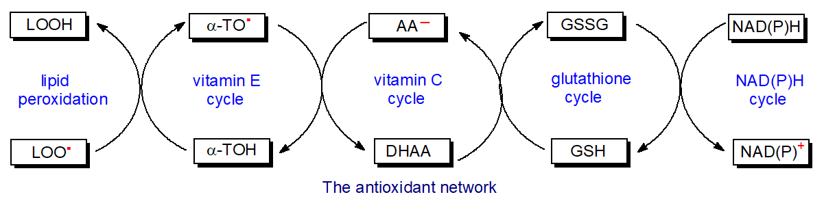 The antioxidant network