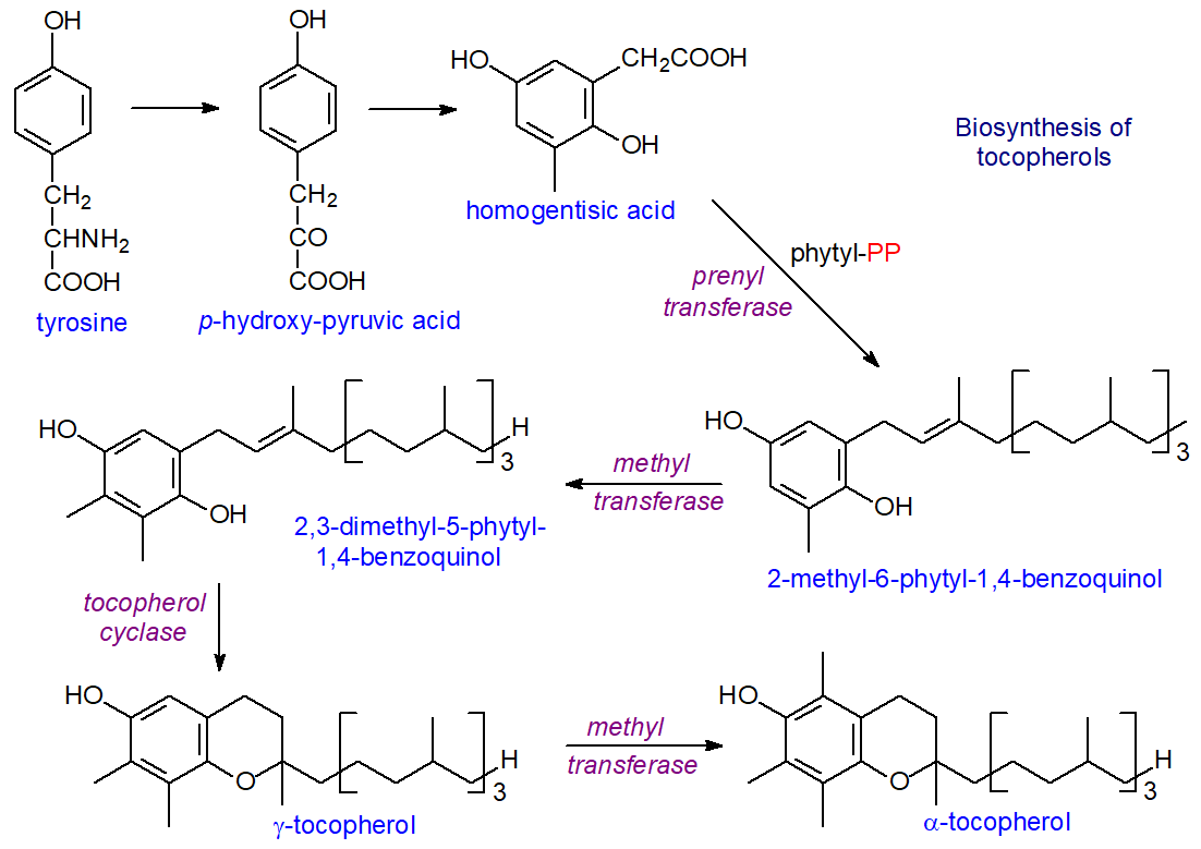Biosynthesis of alpha-tocopherol
