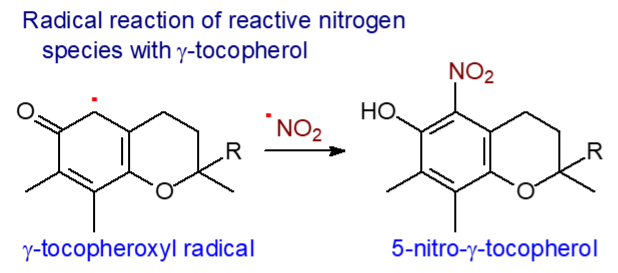 Reaction of gamma-tocopherol with NO2
