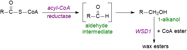 Formulae of common wax constituents