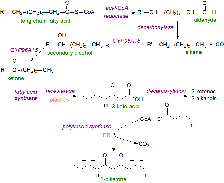Figure 3. Biosynthesis of hydrocarbons, secondary alcohols and ketones in plants Biosynthesis of hydrocarbons, secondary alcohols and ketones