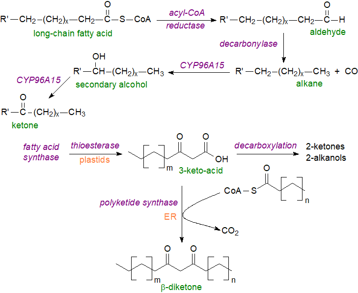 Biosynthesis of fatty alcohols and wax esters