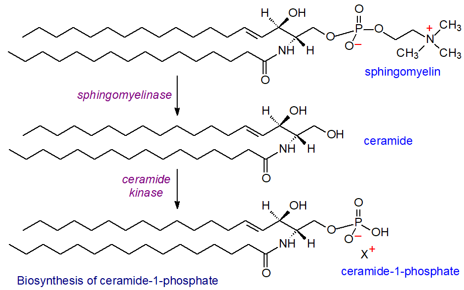 Biosynthesis of ceramide-1-phosphate