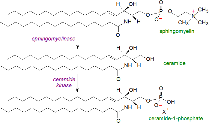 Biosynthesis of ceramide-1-phosphate