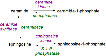 Sphingolipid rheostat