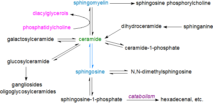 Structural formula of a ceramide