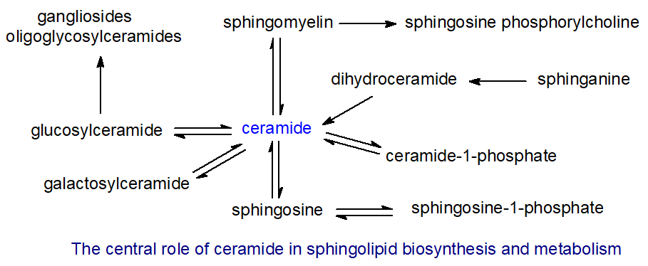 The central role of ceramide in sphingomyelin biosynthesis and metabolism