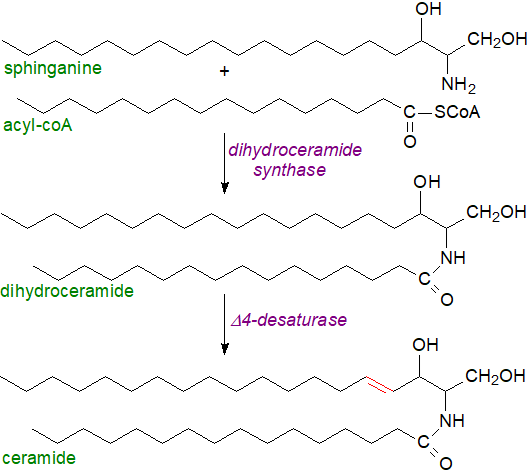 The central role of ceramide in sphingomyelin biosynthesis and metabolism