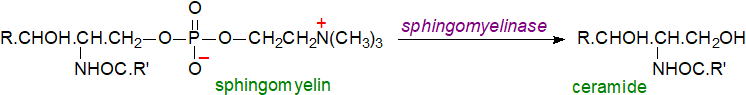 Biosynthesis of ceramides