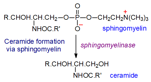 Ceramide production from sphingomyelin