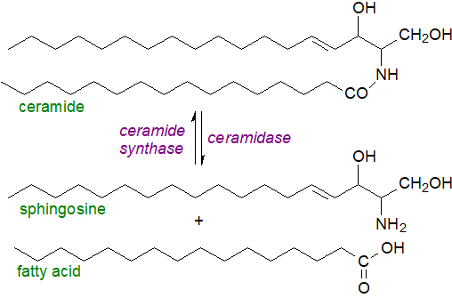 Ceramide production from sphingomyelin