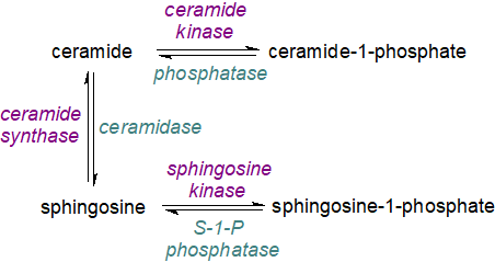 Formula of 1-O-acylceramides