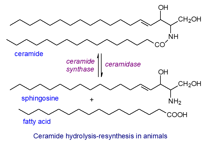 Ceramide hydrolysis and resynthesis