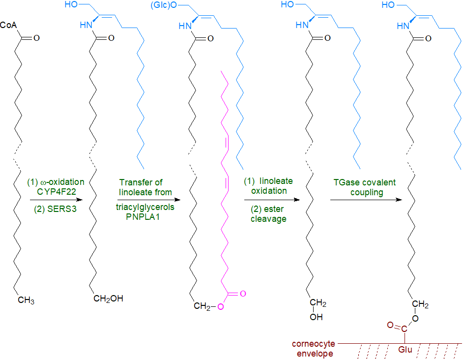 Structural formulae of skin ceramides