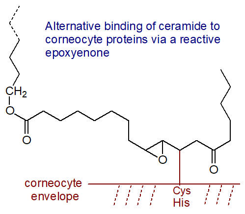 Alternative binding of ceramide to the corneocyte proteins via a reactive epoxyenone