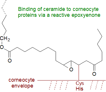 Alternative binding of ceramide to the corneocyte proteins via a reactive epoxyenone